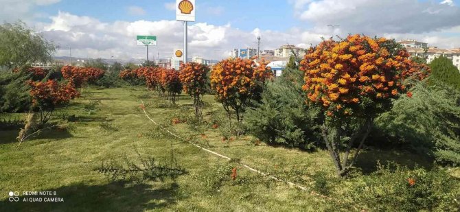 Sincan Sonbaharda Da Işıl Işıl