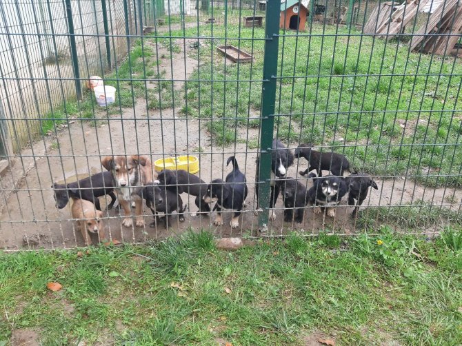 Mehmet Akif Ersoy İ̇lkokulu Öğrencileri Can Dostlarını Unutmadı