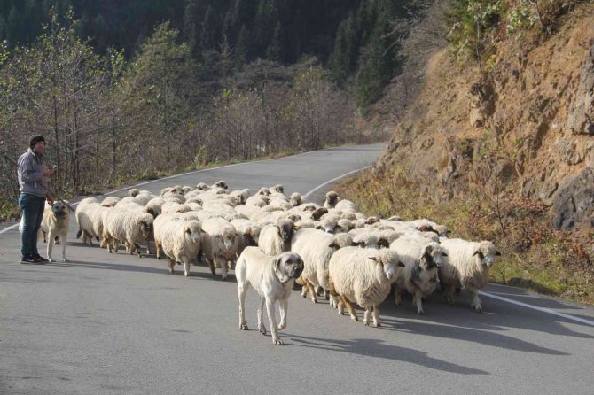 Yayladan Dönüş Başladı