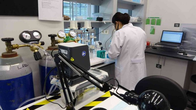 Güzelavrat Otunun Zararı Kadar Yararı Da Var