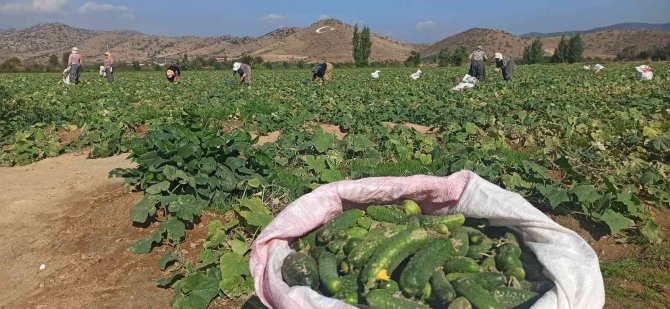 İ̇zmir’de Salatalık Üreticileri Dertli