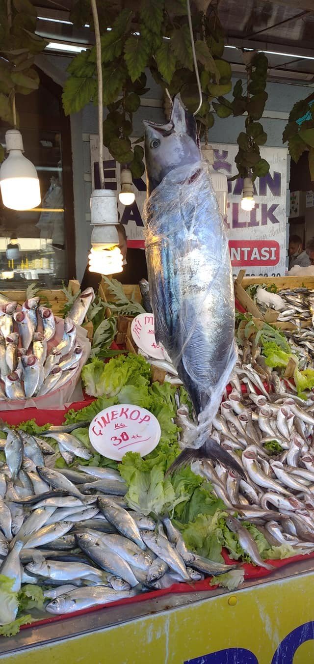 Karadeniz’de Torik Bereketi; Tanesi 300 Liraya Satılıyor