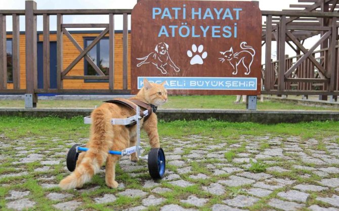 “Şanslı” İlk Adımlarını Atmaya Başladı