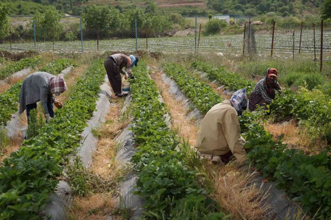 Marka Haline Gelen Sason Çileğinde Yılın Son Hasadına Başlandı