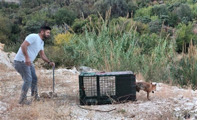 30 Tavuğu Telef Eden Tilkiyi Yakaladı, Karnını Doyurup Tekrar Doğaya Saldı