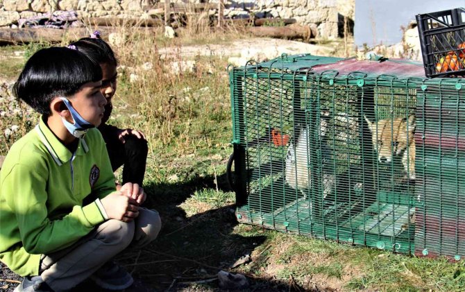 30 Tavuğu Telef Eden Tilkiyi Yakaladı, Karnını Doyurup Tekrar Doğaya Saldı