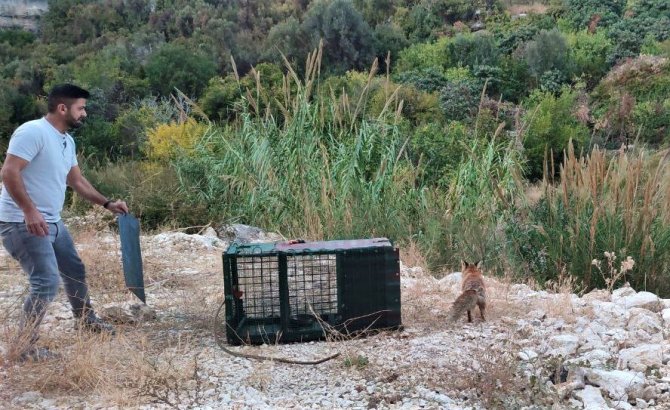 30 Tavuğu Telef Eden Tilkiyi Yakaladı, Karnını Doyurup Tekrar Doğaya Saldı