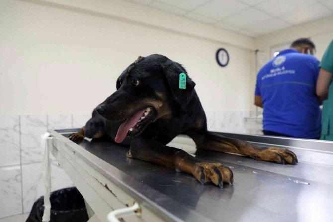 Sokak Hayvanları ’Mikroçip’ İle Kayıt Altına Alınıyor