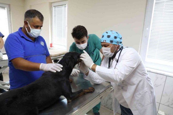 Sokak Hayvanları ’Mikroçip’ İle Kayıt Altına Alınıyor