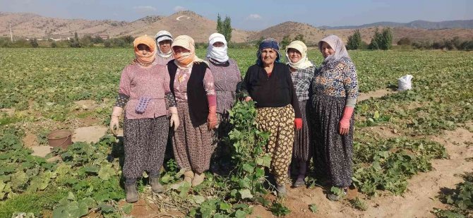 İ̇zmir’de Salatalık Üreticileri Dertli
