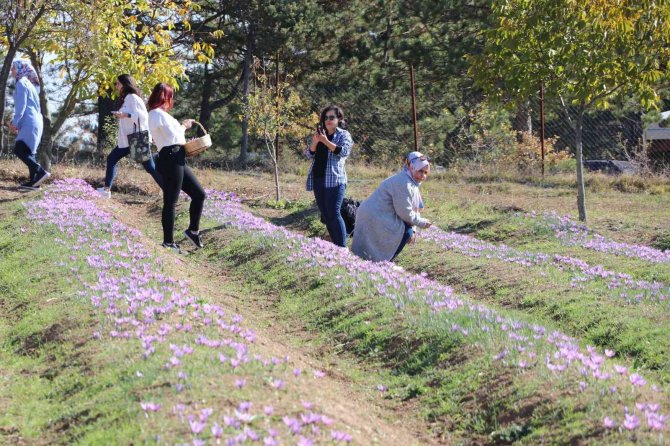 Safran Hasadı İçin Tarlalara Akın Edip Bol Bol Fotoğraf Çektirdiler