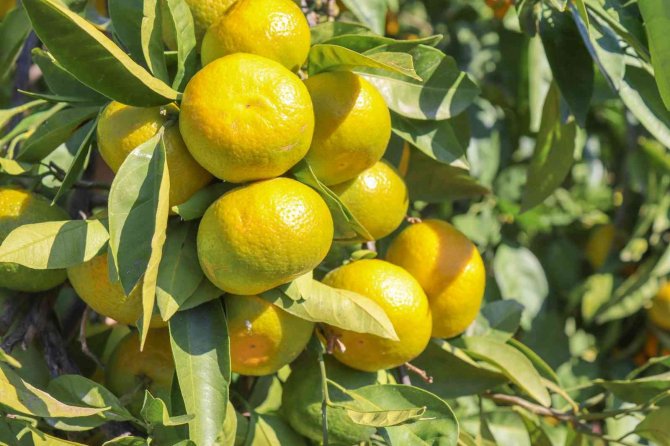 Satsuma Mandalinanın İhracat Yolculuğu 27 Ekim’de Başlıyor