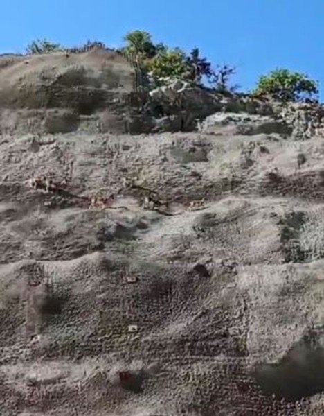 Dik Yamaçlara Çıkan Yaban Keçileri Yer Çekimine Meydan Okuyor