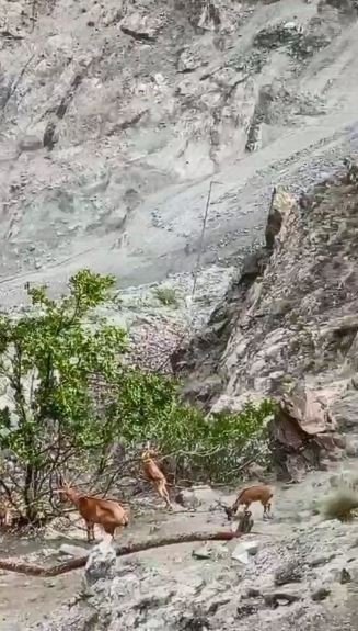 Dik Yamaçlara Çıkan Yaban Keçileri Yer Çekimine Meydan Okuyor