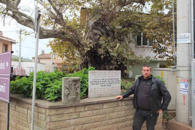 Süleyman Paşa’nın 7 Asır Önce Atını Bağladığı Anıt Ağaç Kuruyor