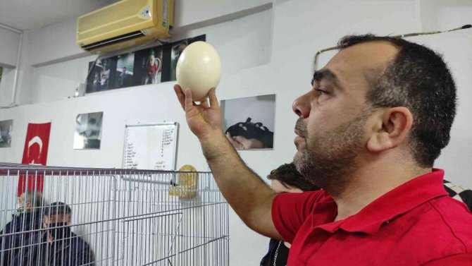 Deve Kuşu Yumurtası Mezata Çıktı Almak İçin Yarıştılar