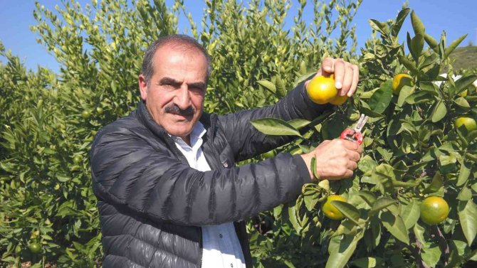 Satsuma Mandalinanın İhracat Yolculuğu 27 Ekim’de Başlıyor