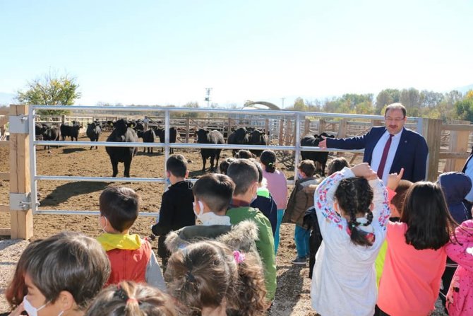 Erzincan’da Minik Öğrenciler Çiftlikteki Doğal Yaşamı Yerinde Gördü