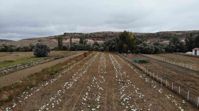 Kızılinler Balkabağı ‘Hobi Bahçesi’ Tehlikesi Altında