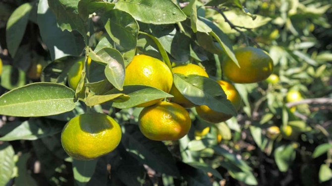 Satsuma Mandalinanın İhracat Yolculuğu 27 Ekim’de Başlıyor