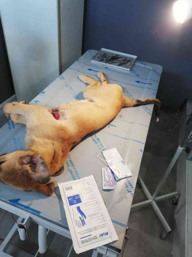 Akşehir Belediyesinin Tedavi Ettiği Köpek İyileşti