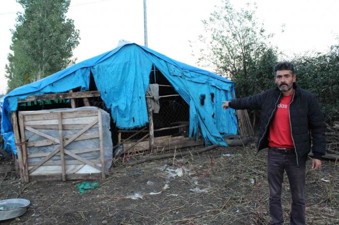 Aç Kalan Sokak Köpekleri, Koyun Sürüsüne Saldırdı