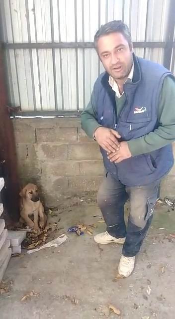 Akşehir Belediyesinin Tedavi Ettiği Köpek İyileşti