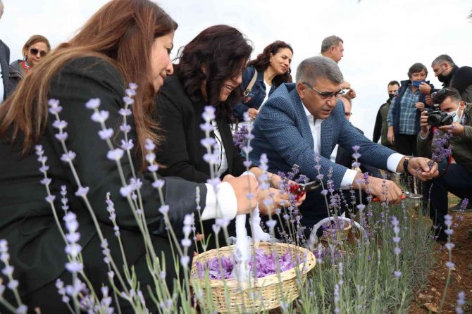5. Safran Festivali Safran, Lavanta Ve Ada Çayı Hasadı İle Sona Erdi