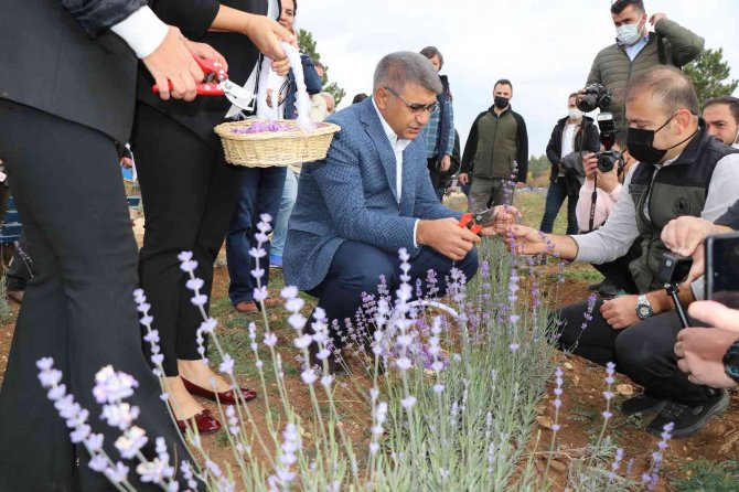 5. Safran Festivali Safran, Lavanta Ve Ada Çayı Hasadı İle Sona Erdi