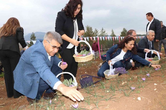 5. Safran Festivali Safran, Lavanta Ve Ada Çayı Hasadı İle Sona Erdi