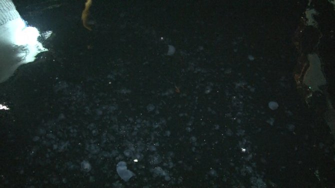 Arnavutköy Sahilini Denizanaları Bastı