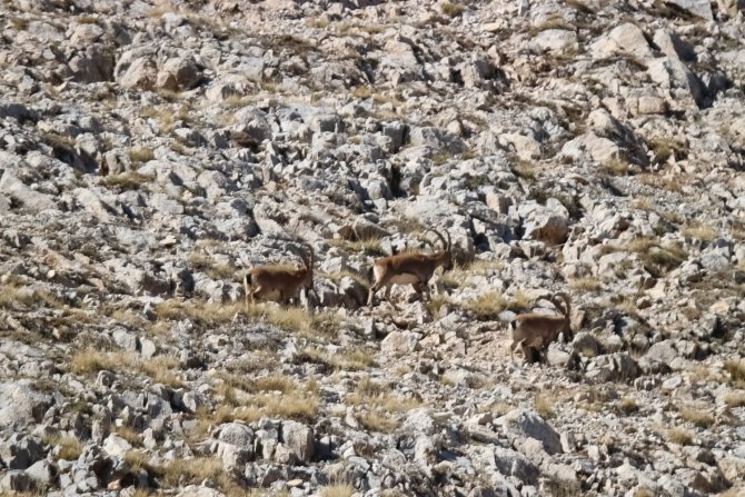 Tunceli’de Çengel Boynuzlu Dağ Keçisi Görüntülendi