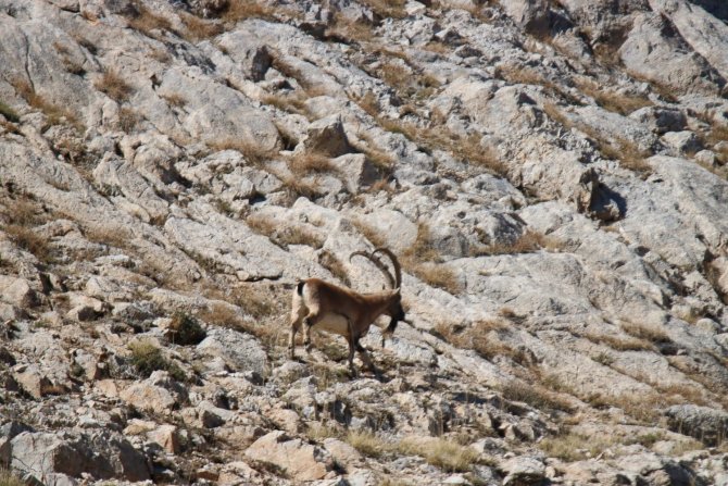 Tunceli’de Çengel Boynuzlu Dağ Keçisi Görüntülendi