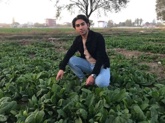 Doğu’nun Çukurova’sında Ispanak Hasadına Az Zaman Kaldı