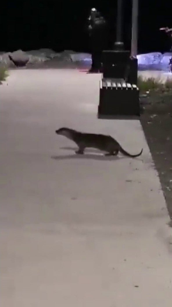 Kurbağalıdere’de Su Samuru Çıktı, Vatandaş Şaşkına Döndü