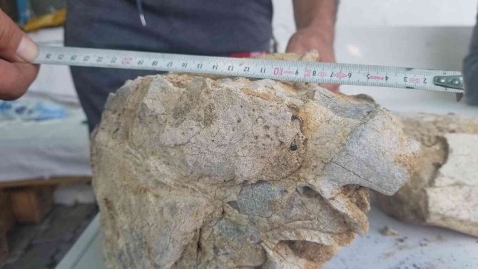 Manisa’da Milyonlarca Yıllık Hayvan Fosili Bulunduğu İddiası