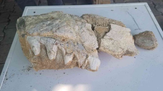 Manisa’da Milyonlarca Yıllık Hayvan Fosili Bulunduğu İddiası
