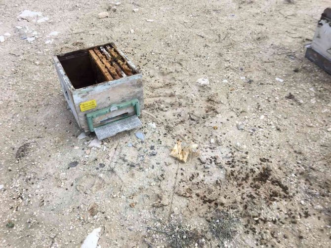 Arıcıların Başı, Ayılarla Dertte