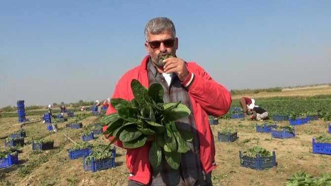 Manisalı Üretici ’Biz Zehir Yetiştirmiyoruz’ Deyip, Çiğ Ispanak Yedi