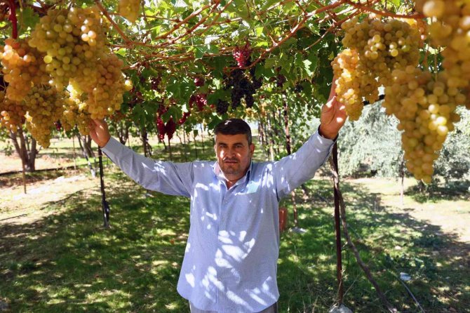 Seydikemer’de ‘Bağbozumu Şenliği’