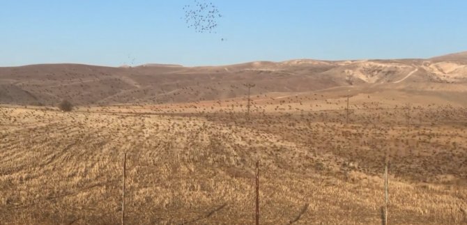 Binlerce Sığırcık Kuşu Böyle Dans Etti