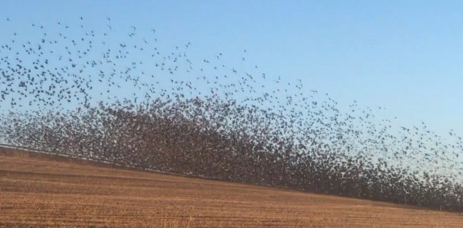 Binlerce Sığırcık Kuşu Böyle Dans Etti