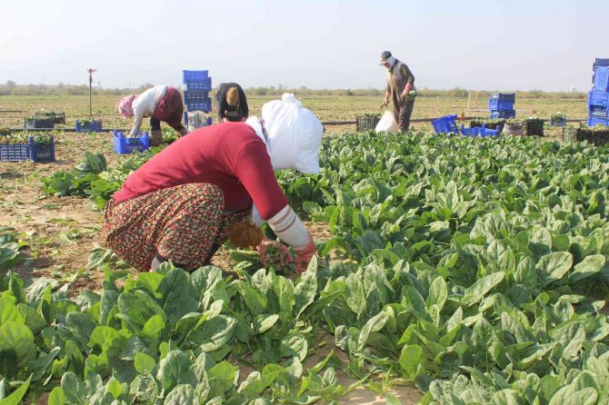 Manisalı Üretici ’Biz Zehir Yetiştirmiyoruz’ Deyip, Çiğ Ispanak Yedi