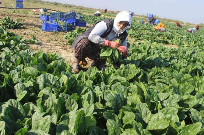 Manisalı Üretici ’Biz Zehir Yetiştirmiyoruz’ Deyip, Çiğ Ispanak Yedi