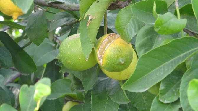 Çukurova’da Limon Dalında Kaldı