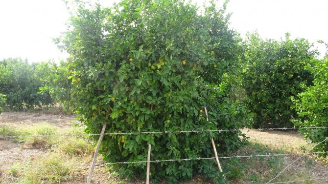 Çukurova’da Limon Dalında Kaldı