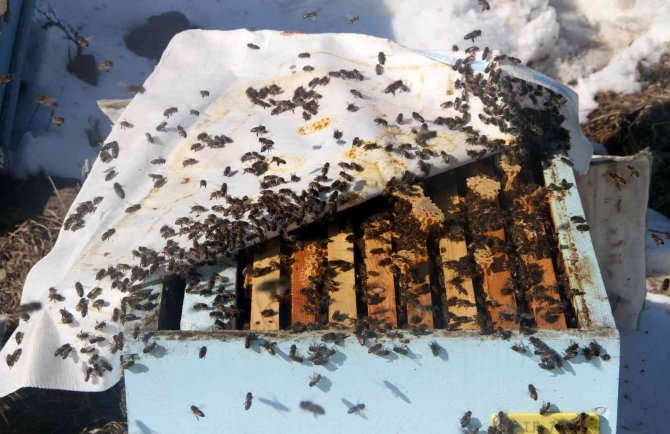 Erzincan’da Arıların "Tatlı Uykusu" Başlıyor