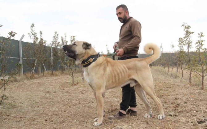 Türkiye’nin En İyi Anadolu Çoban Köpeği Karaman’dan Seçildi