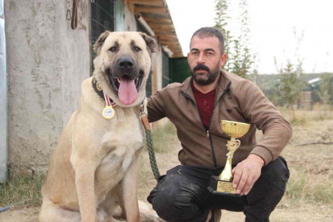 Türkiye’nin En İyi Anadolu Çoban Köpeği Karaman’dan Seçildi