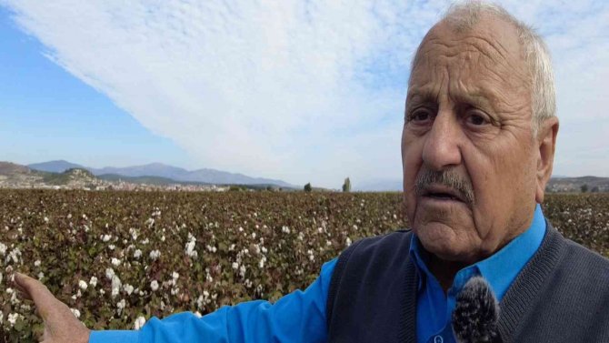 Kuraklık Ve Sıcaklar Nedeniyle Verimin Düştüğü Pamukta Hasat Zamanı